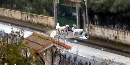 [Foto notizia in primo piano]