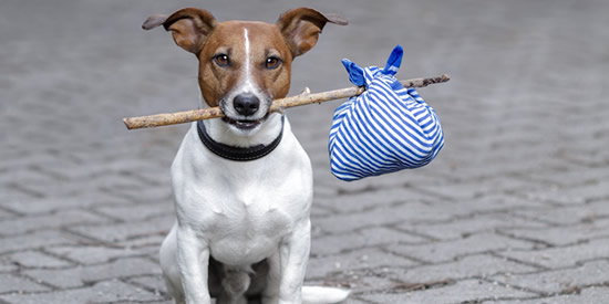 [Foto notizia in primo piano]