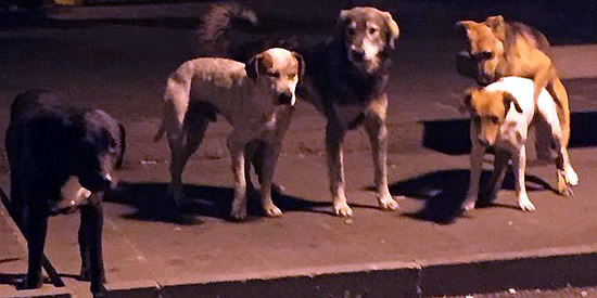 [Foto notizia in primo piano]