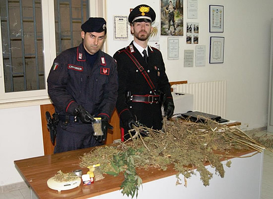 UN "GIARDINO STUPEFACENTE" | Le piante sequestrate dai carabinieri. Foto n. 2