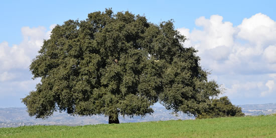 [Foto notizia in primo piano]